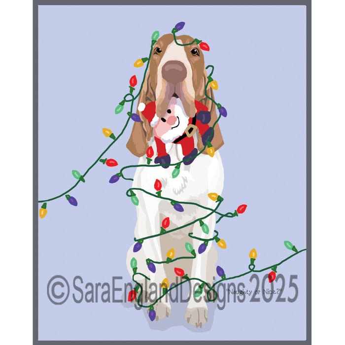 Bracco Italiano - Naughty