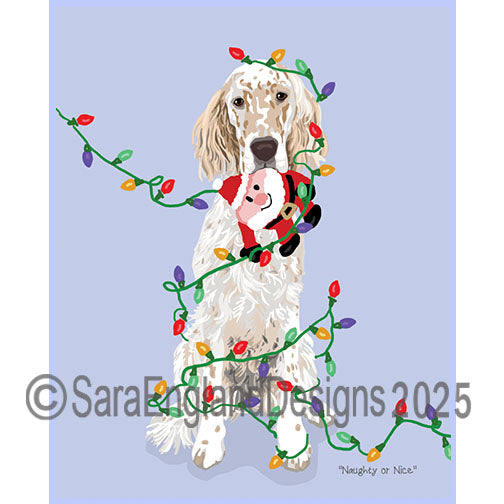English Setter - Naughty
