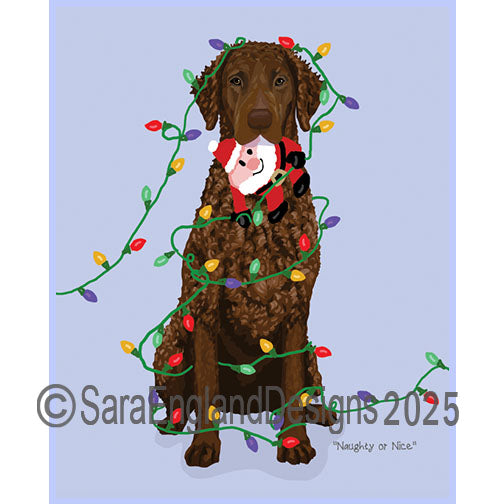 Curly Coated Retriever - Naughty-Liver