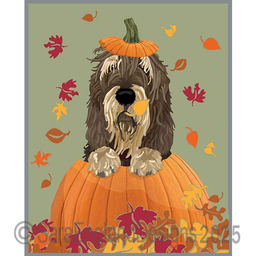 Otterhound - Pumpkin