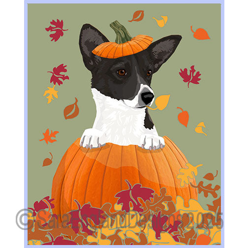 Portuguese Podengo Pequeno - Pumpkin-Black