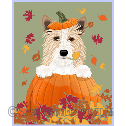 Portuguese Podengo Pequeno - Pumpkin-Wire