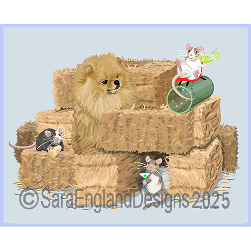 Pomeranian - Barn Hunt-Brown
