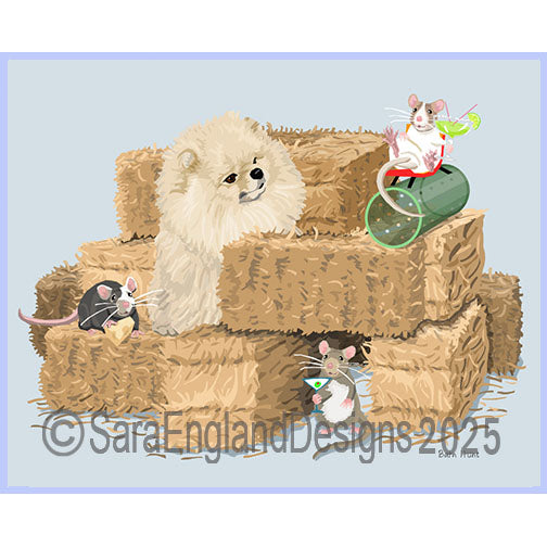 Pomeranian - Barn Hunt-Cream