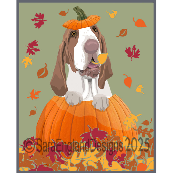 Bracco Italiano - Pumpkin