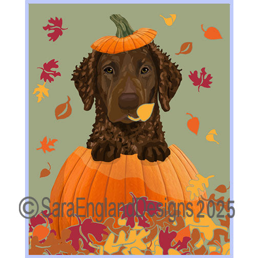 Curly Coated Retriever - Pumpkin-Liver