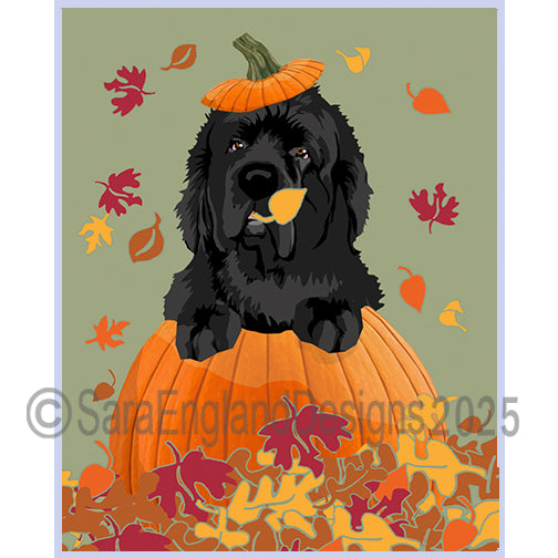 Newfoundland - Pumpkin