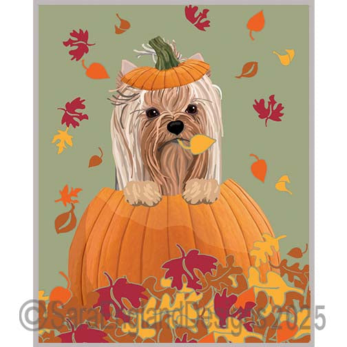Yorkshire Terrier - Pumpkin-Show