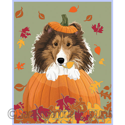 Shetland Sheepdog (Sheltie) - Pumpkin