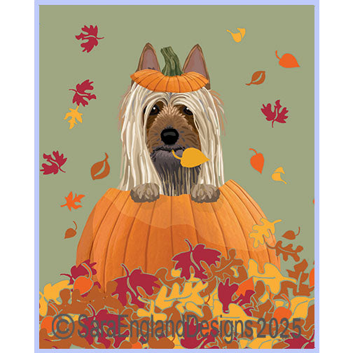 Silky Terrier - Pumpkin