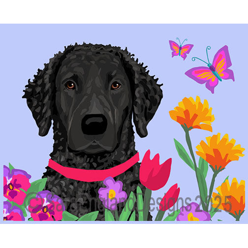 Curly Coated Retriever - Garden-Black Head On