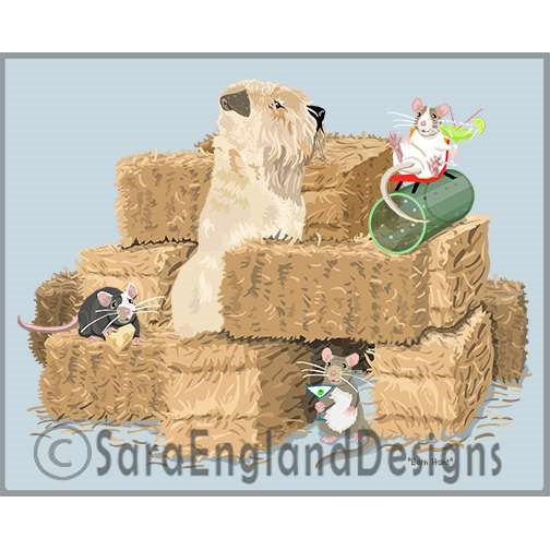 Soft Coated Wheaten Terrier - Barn Hunt