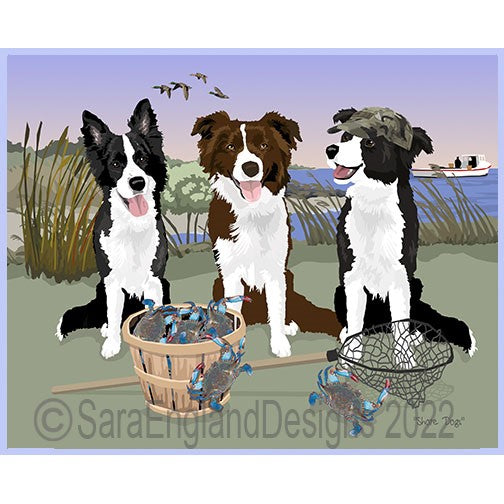 Border Collie - Shore Dogs