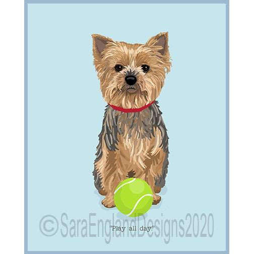 Yorkshire Terrier (Yorkie) - Play All Day